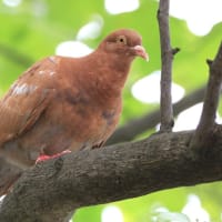 栗毛色したドバトさん