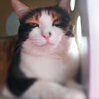 今日はわたしにとって特別な慰霊の日　(=^^=)