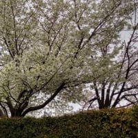 鴨川の桜　満開です　🌸🌸
