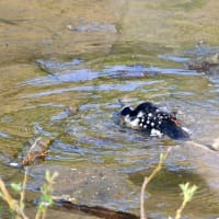 アカゲラの水浴