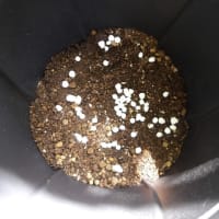 鉢物の植え替え