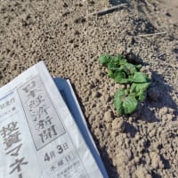 4月3日