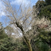 3月弥生ha