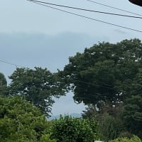鈴なりの枇杷の実