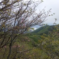 2025年5月18日（日）アケボノツツジとシャクナゲの道・・・障子岳・親父岳・黒岳・三尖