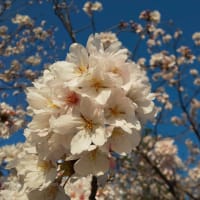 2021/03/23 桜