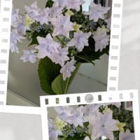 紫陽花