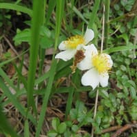 凡のひとりごと　　箱根　明神岳