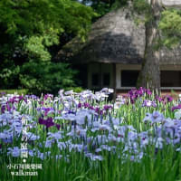 花しょうぶ、涼景。