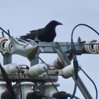 カラスの営巣、後日談です♪
