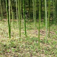 7月の庭仕事