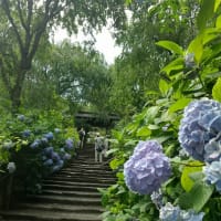 明月院ブルー