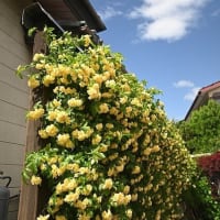 C-PLフィルタを使ってみた