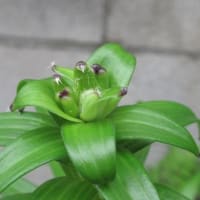 5月中旬の花