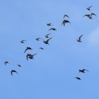 ムナグロとハマシギの混群　飛翔