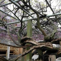 鎮国寺と浄光寺