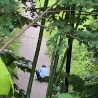 初夏の100曲：村松健「Hydrangea」1984  /  散歩旅：千住、牛田／関屋、堀切あたり（2024年6月20日）