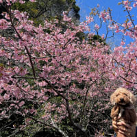 マザー牧場と久留里城