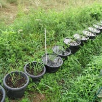 【隠居の家庭菜園　隠居米　06/28】