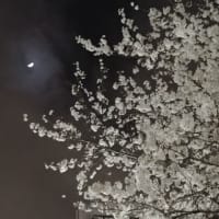夜桜お月さん