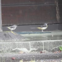 梅雨の晴れ間