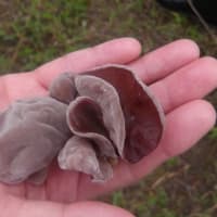 2025年7月1日(火)苫小牧「近所の自然散歩」植物調査と　2日(水)繁殖期鳥類調査