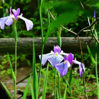 梅雨の合間のカケスさん、しばしの羽繕い