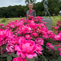 ばら バラ 薔薇（2）