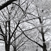 桜並木が雪で真っ白に・・・