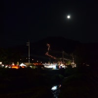 名護桜祭り　2013