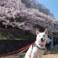 足柄で桜めぐり
