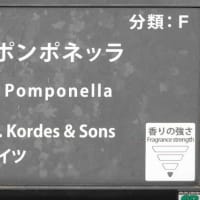 ポンポネッラ〈Pomponella　バラ〉  