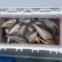 １５日・釣果