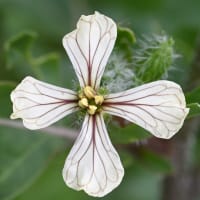 ベランダのルッコラの花