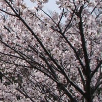 3月31日（土）光が丘の桜にも青い風が