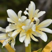 鉢植えの 「黄花クンシラン」