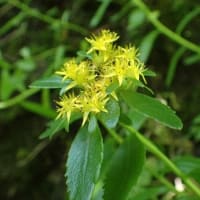 花立峠・登山道沿いの花　2025/06/28