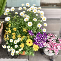 お花がにぎやか🙌