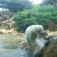 ホッキョクグマの赤ちゃん初展示　5/14水曜日