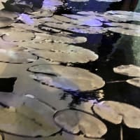 京セラ美術館「モネ睡蓮のとき」