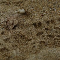 汀間からの帰路、瀬嵩の東浜に寄る(20250425－③）