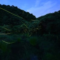 【ヘイケボタル】