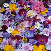 桃色タンポポの花と水鉢に花を浮かべる