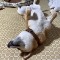 最近よく見かける淡いピンクのヒルザキツキミソウ