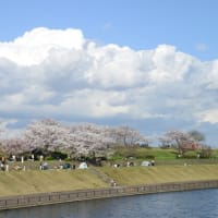 新河岸川の桜・・１