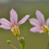 ニワゼキショウ　庭石菖　アヤメ科　野に咲く薄紫・白色のスミレ花です。今日の野鳥：オシドリ