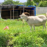 日毎体調の回復を感じ菜園の仕事もぼちぼち始めた