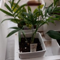 ダイソー観葉植物100円　テーブルヤシの成長