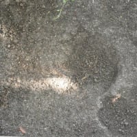 11日の満月から1週間…