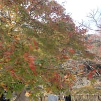 時季外れのゆり
